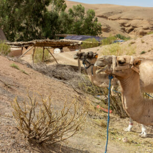 Marrakech, the ocher city